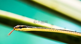 蛇,爬行動物,動物