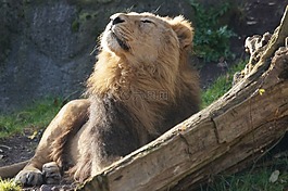獅子,動物園,捕食