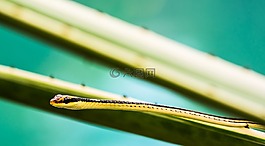 蛇,爬行動(dòng)物,動(dòng)物