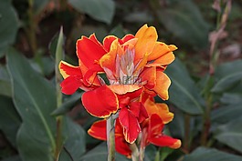 花,自然,春