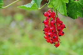 葡萄干,水果,花園