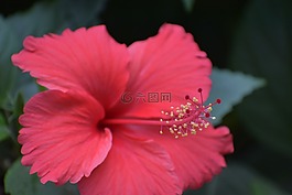 花藥,雄蕊,部分花