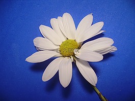 雛菊,自然,花