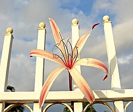 花,花園,性質(zhì)
