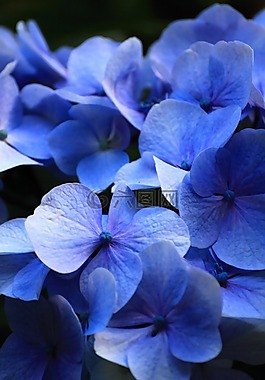 美麗,藍色,鮮花
