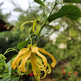 鮮花,seulanga,黃花開(kāi)