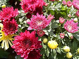 鮮花,美麗,性質