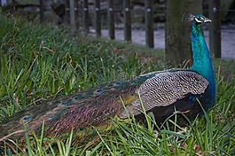 孔雀,動(dòng)物園,動(dòng)物