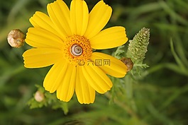 玉米萬壽菊,coleostephus myconis,鮮花