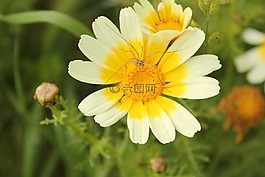 玉米萬壽菊,coleostephus myconis,鮮花