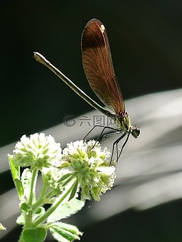 libella,黑蜻蜓,calopteryx haemorrhoidalis