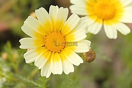 coleostephus myconis,鮮花,salento