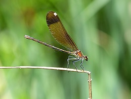 libella,黑蜻蜓,calopteryx haemorrhoidalis
