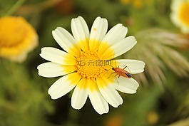 玉米萬壽菊,coleostephus myconis,鮮花