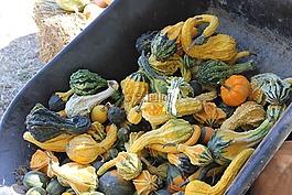 葫蘆,秋,秋天