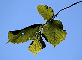 葉子,春,樹