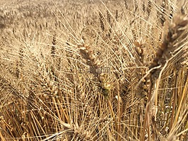 summer,wheat,hope