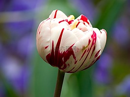 郁金香,花,宏