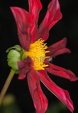 花宏,嬌琴紗,地熱