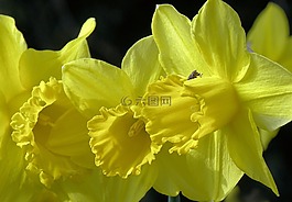 水仙,花,春