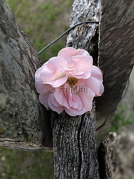 性質(zhì),花,花卉