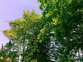 性質(zhì),綠色,景觀