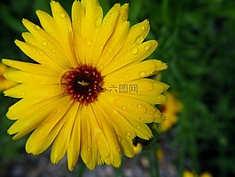 萬壽菊,開花,黃色