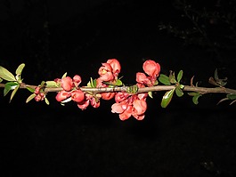 開花枝,觀賞木瓜,木瓜