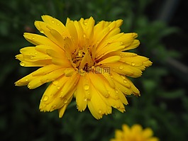 万寿菊,开花,黄色