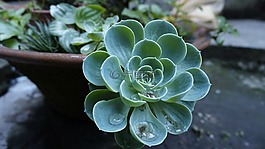 花,下垂,自然