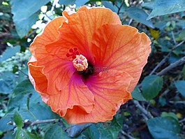 花,槿,橙色