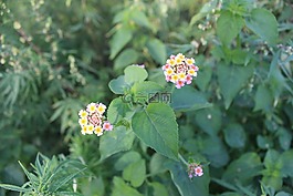 鮮花,綠化,戶外