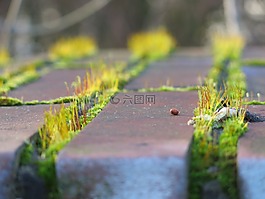 苔,太陽,相同