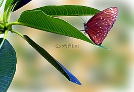蝴蝶,條紋的核心,布朗