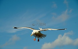 海鸥,苍蝇,海雀