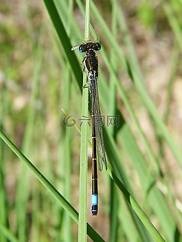 蜻蜓蚊子吃,蜻蜓,捕食者