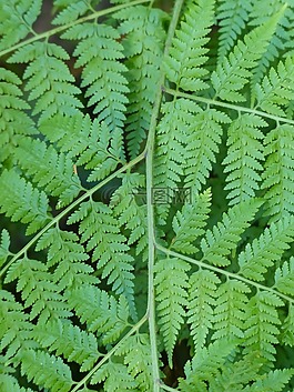 蕨類植物,蕨菜,葉