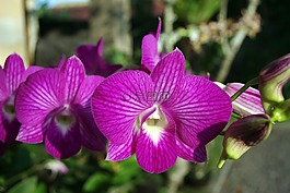 泰國,蘭花,花