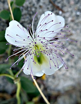 性質,野生花卉,宏