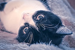 貓,動物,寵物