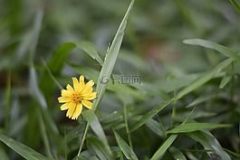 緬甸,花,仰光