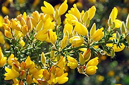 掃帚,黃色,黃色的花