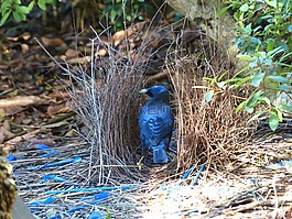 缎bowerbird,鸟,ptilonorhynchus 研究