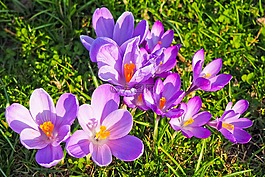 藏紅花,花,春天