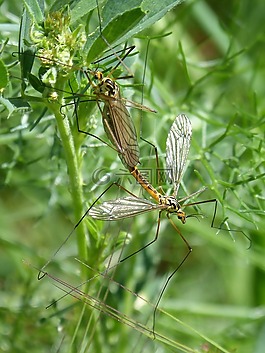 típula,tipulidae,巨蚊