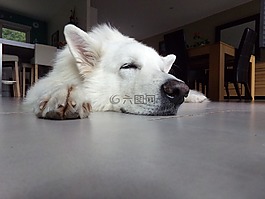 瑞士白色牧羊人,白狗,狗