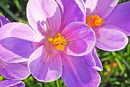 藏紅花,花,春天