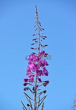 頓生,花,藍(lán)色的天空