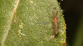 蚊子,性質(zhì),昆蟲(chóng)