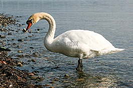天鵝,動物,水